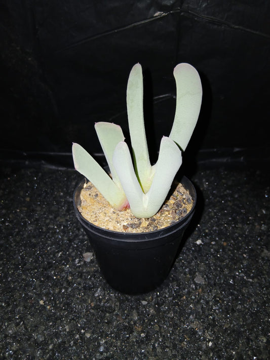 Cheridopsis candidissima/Volstruistone
