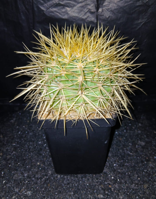 Echinocactus grusonii/Golden Barrel/Mother-in-law's cushion