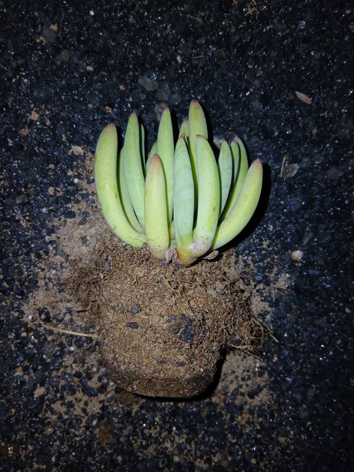 Cephalophyllum pillansii/Koningvygie