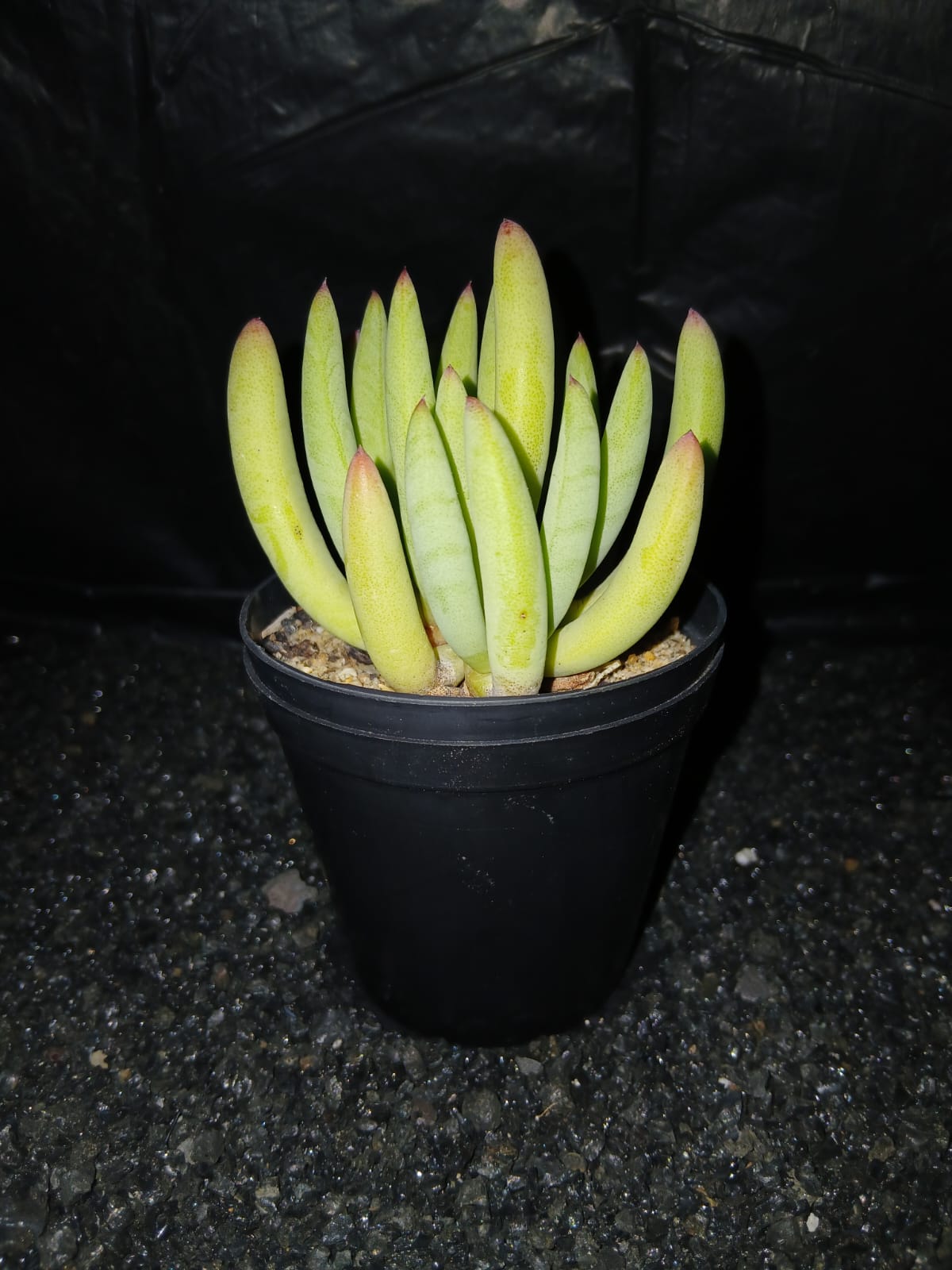 Cephalophyllum pillansii/Koningvygie