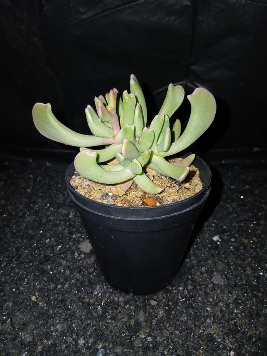 Rhombophyllum dolabriforme/Takbokvygie