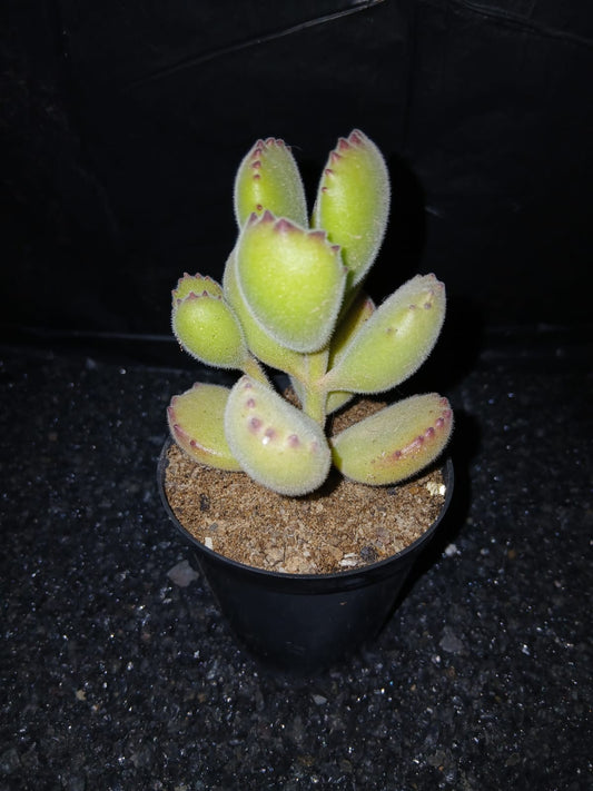 Cotyledon tomentosa/Bear Paws
