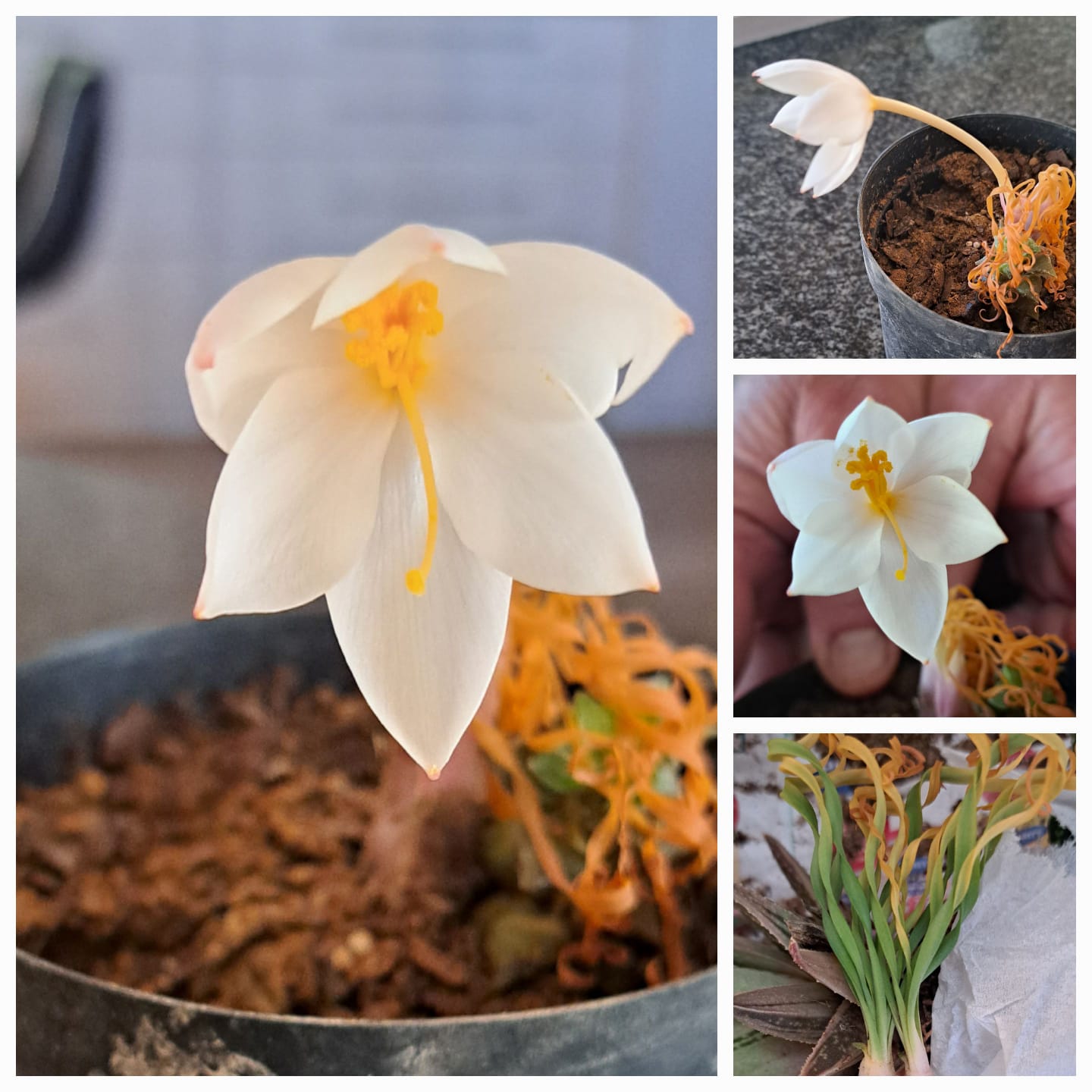 Gethyllis/Kukumakranka/Koekemakranka