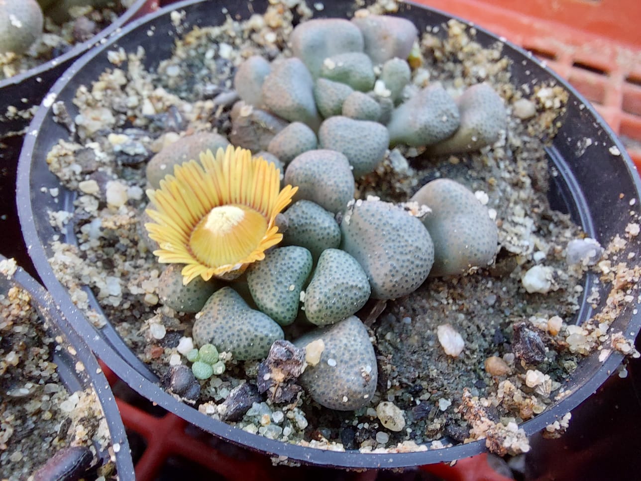 Aloinopsis schooneesii/Geitjietone