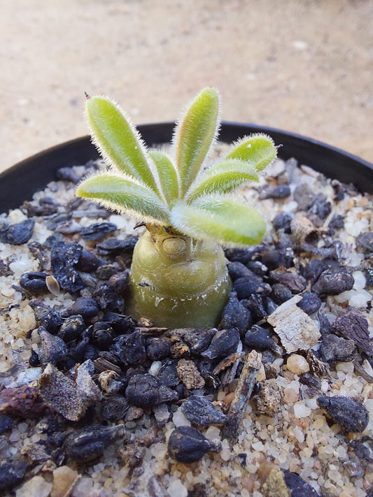 Tylecodon paniculatus (Botterboom)