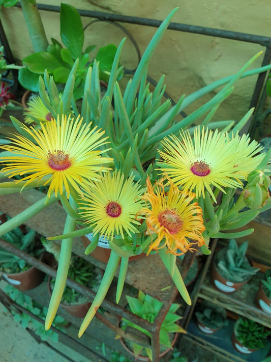 Cephalophyllum pillansii/Koningvygie
