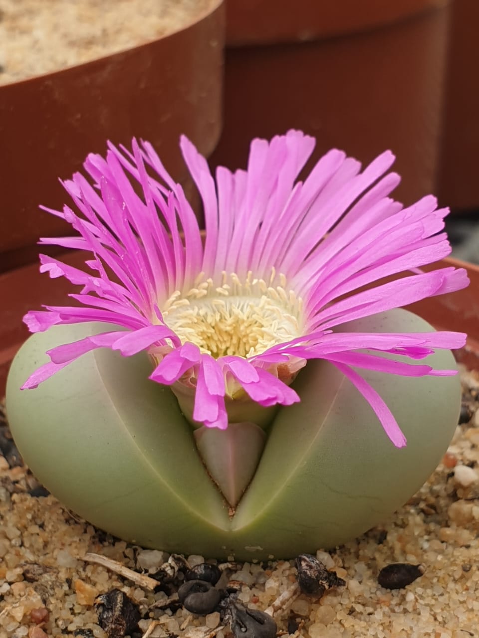 Argyroderma delaetii(purple) - Baby's bottom/Bababoudjies