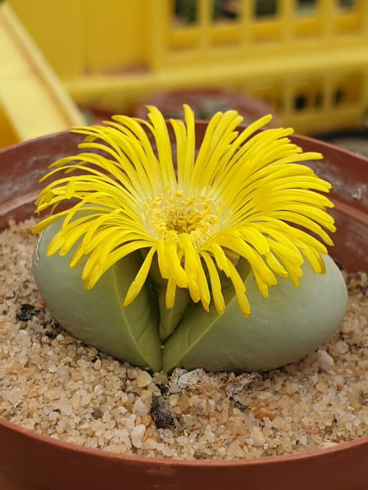 Argyroderma delaetii(yellow) - Baby's bottom/Bababoudjies