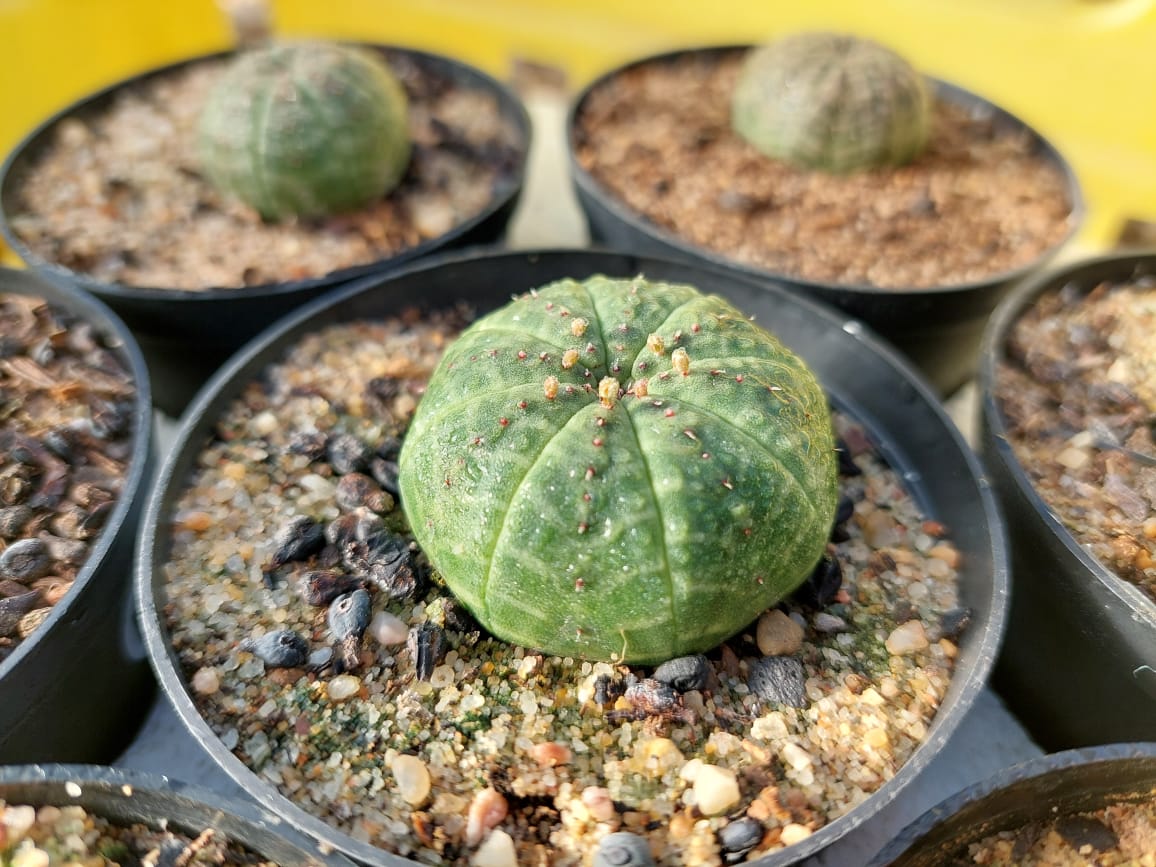 Euphorbia obesa/Zuluhut
