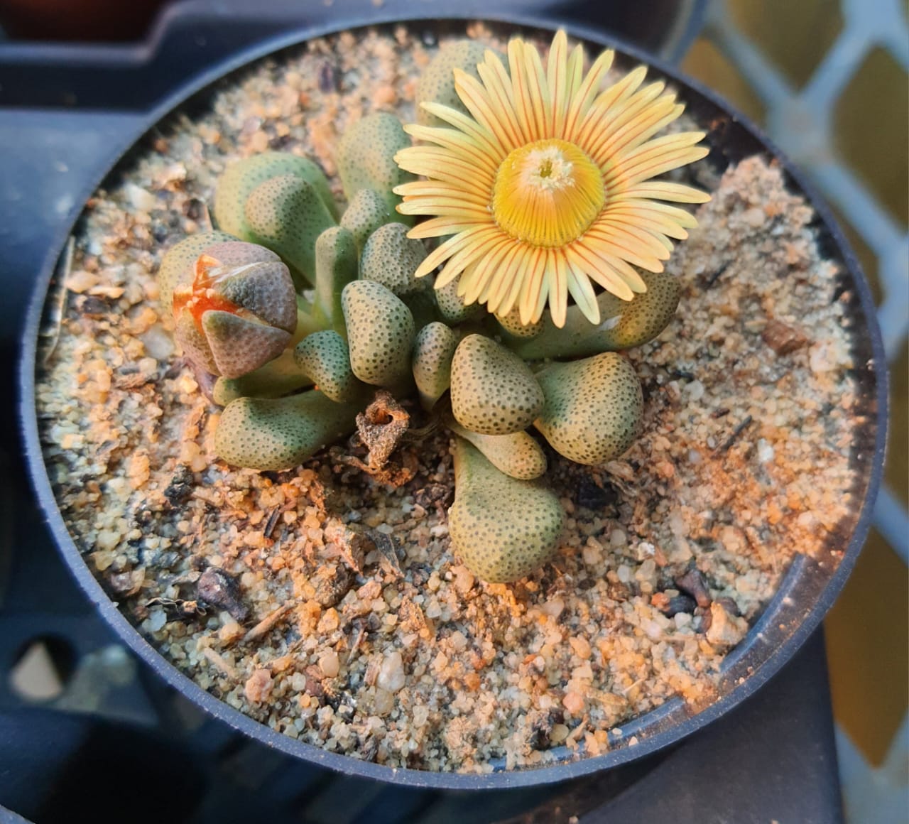 Aloinopsis schooneesii/Geitjietone