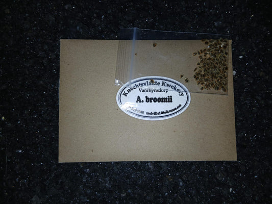 Aloe broomii - SEEDS