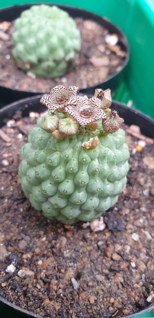 Larryleauchia(Trichocaulon) cactiformis - 'Hondebal'