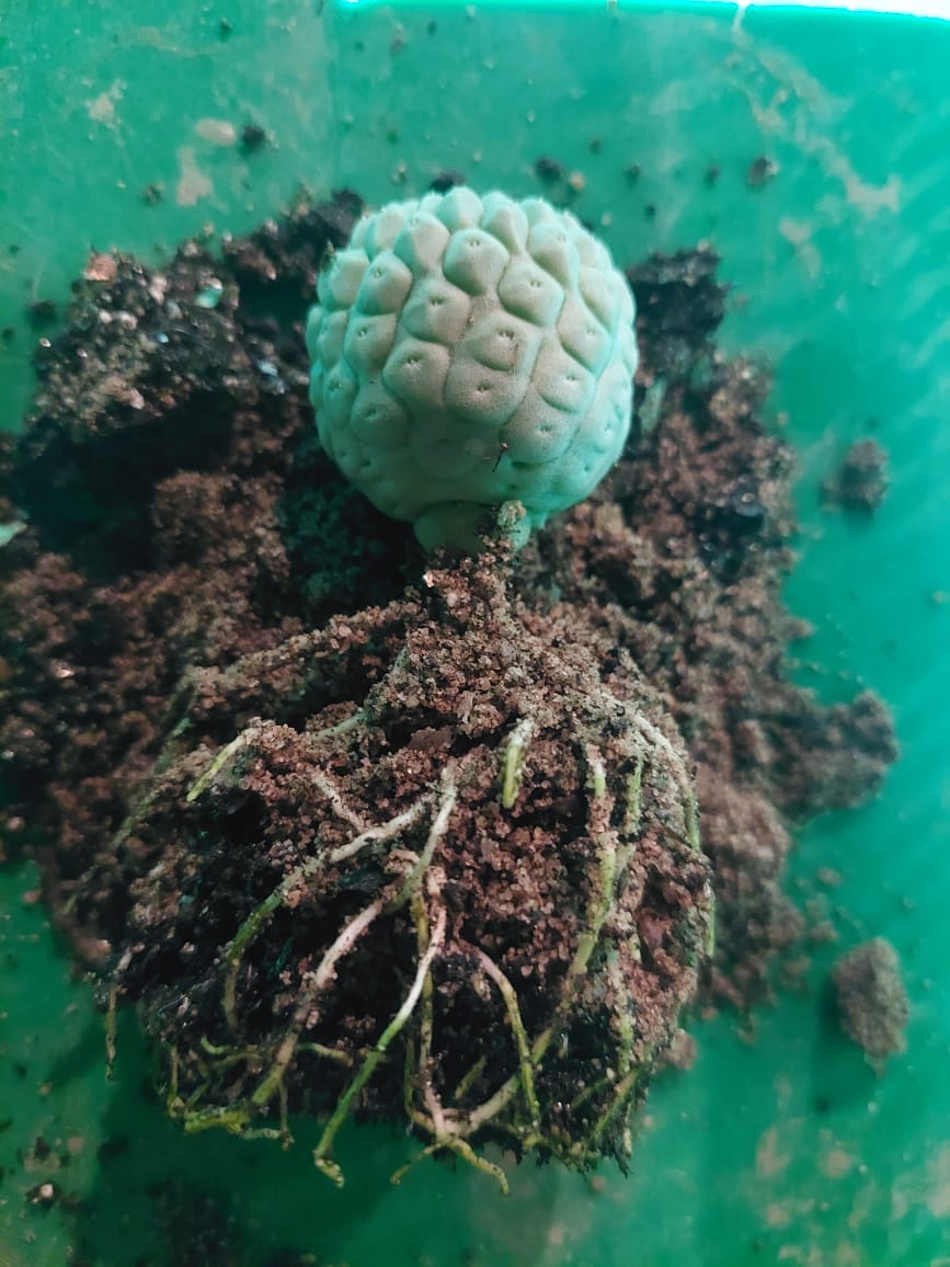 Larryleauchia(Trichocaulon) cactiformis - 'Hondebal'