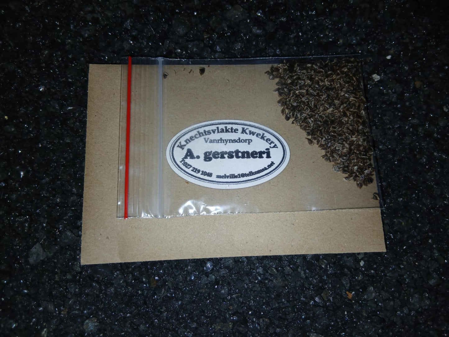 Aloe gerstneri - SEEDS