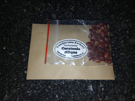 Ceratonia siliqua - SEEDS