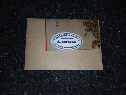 Aloe thraskii - SEEDS