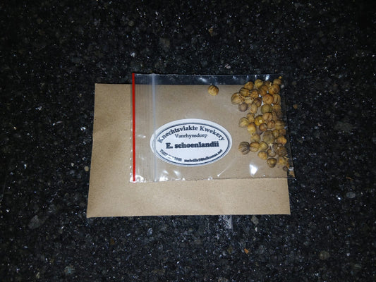 Euphorbia schoenlandii - SEEDS