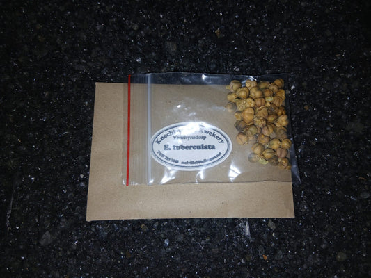 Euphorbia tuberculata - SEEDS