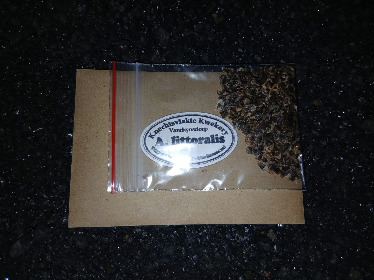 Aloe littoralis - SEEDS