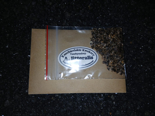 Aloe littoralis - SEEDS
