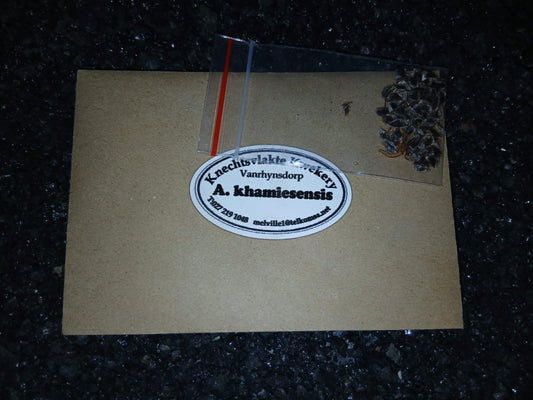 Aloe khamiesensis - SEEDS