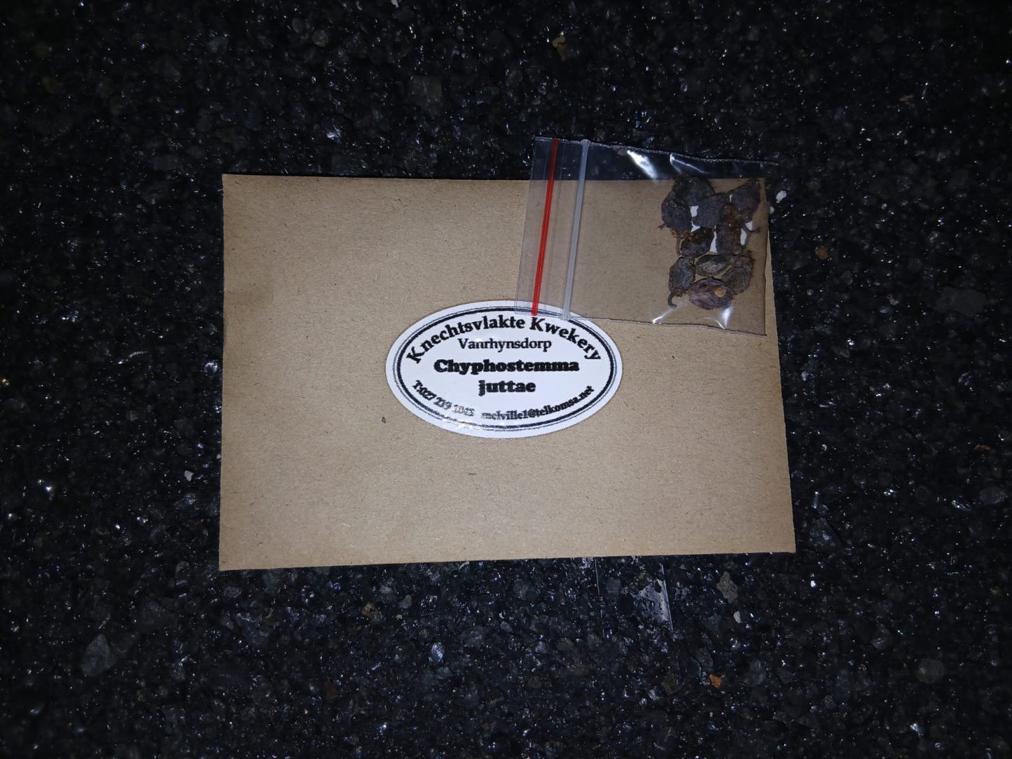 Chyphostemma juttae - SEEDS
