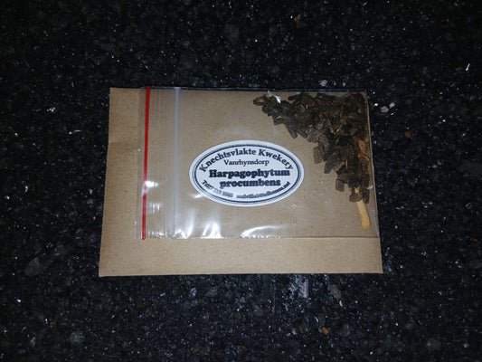 Harpagophytum procumbens - SEEDS
