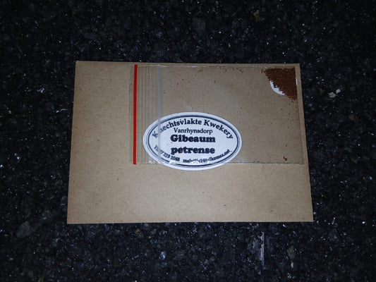Gibbeaum petrense - SEEDS