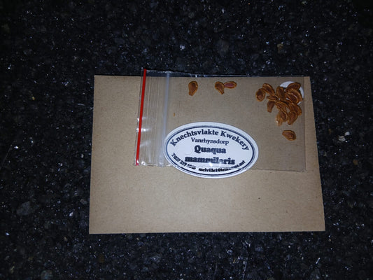 Quaqua mammilaris - SEEDS