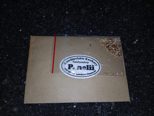 Pleiospilos nelii - SEEDS