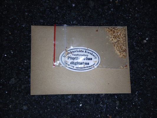 Phyllobolus digitatus - SEEDS
