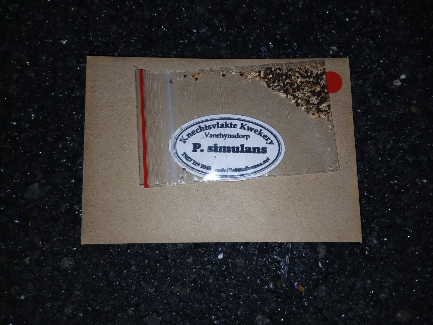 Pleiospilos simulans - SEEDS