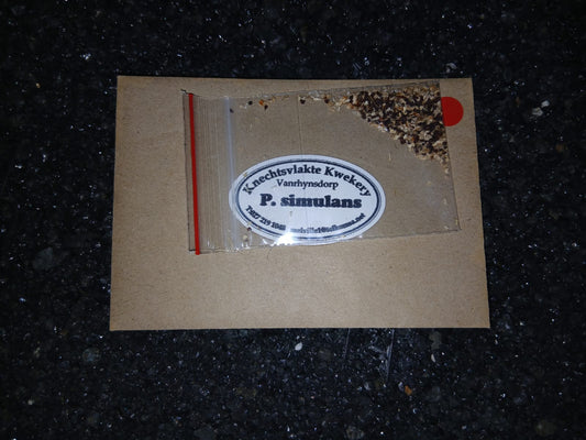 Pleiospilos simulans - SEEDS