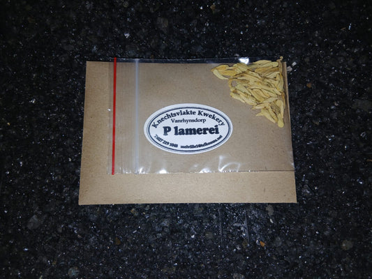 Pachypodium lamerei - SEEDS