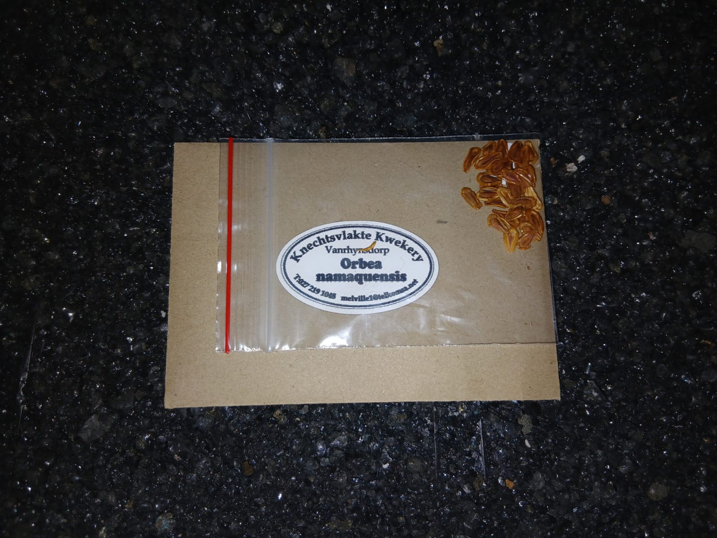 Orbea namaquensis -SEEDS