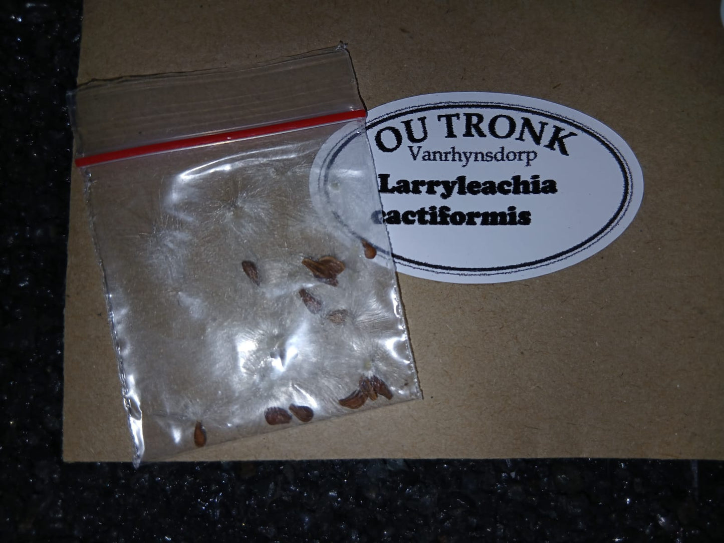 Larryleachia cactiformis - SEEDS