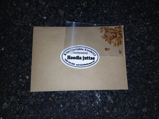 Hoodia juttae - SEEDS