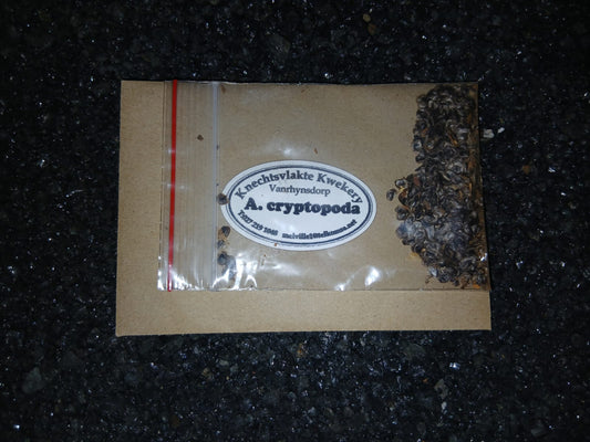Aloe cryptopoda - SEEDS