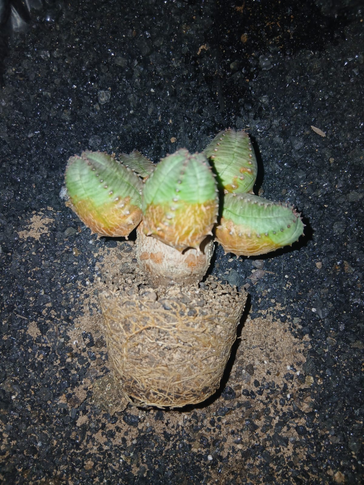 Euphorbia obesa monstruosa