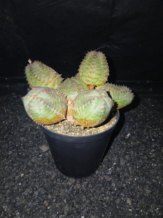 Euphorbia obesa monstruosa