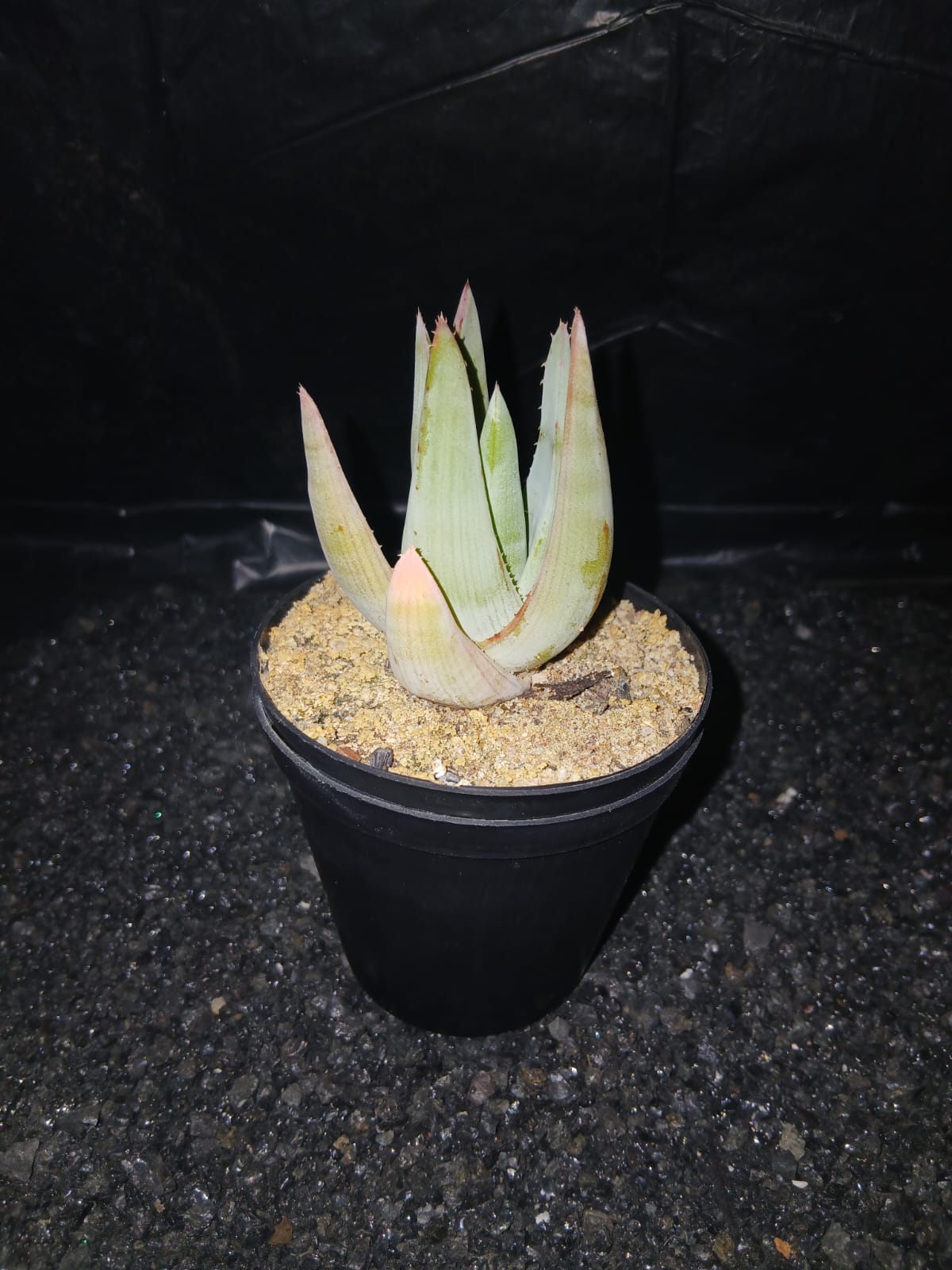 Aloe krapohliana