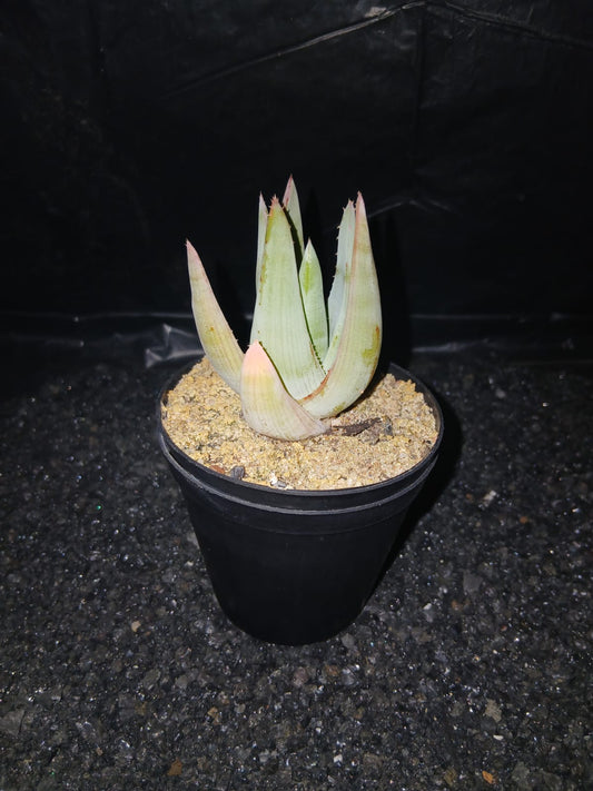 Aloe krapohliana