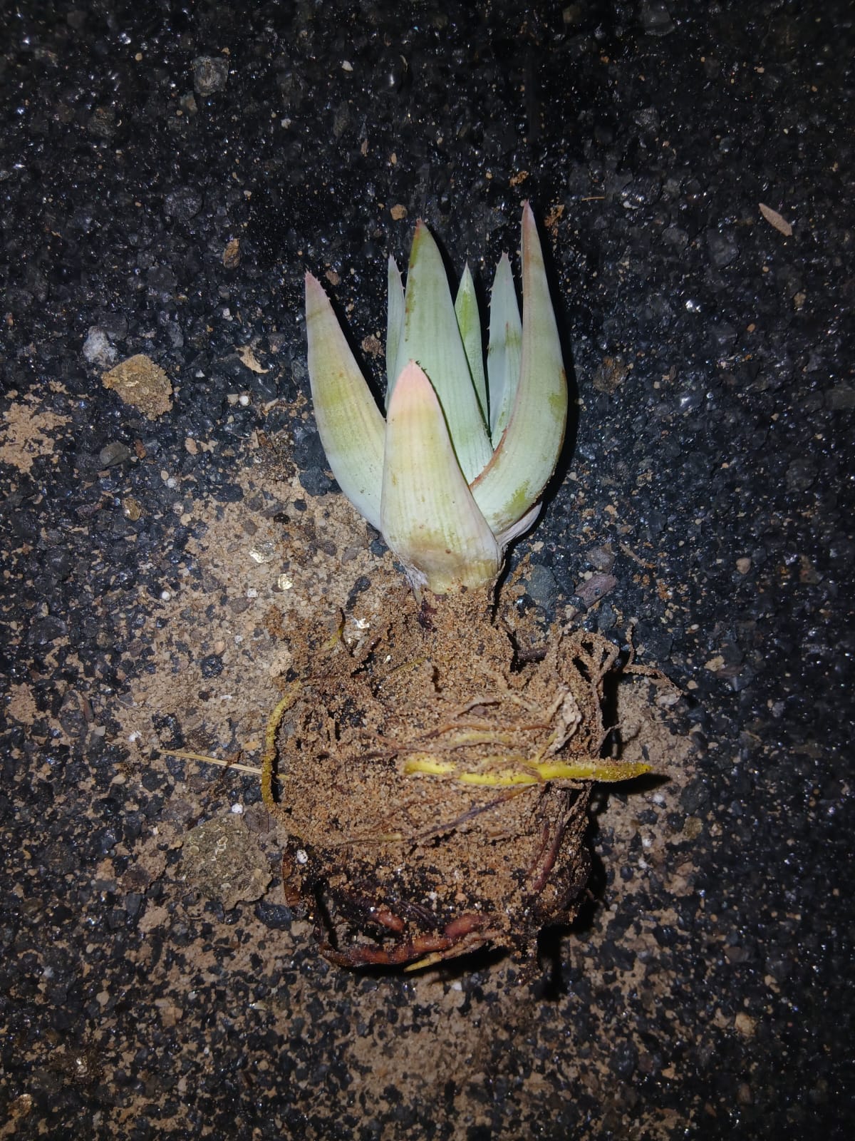 Aloe krapohliana