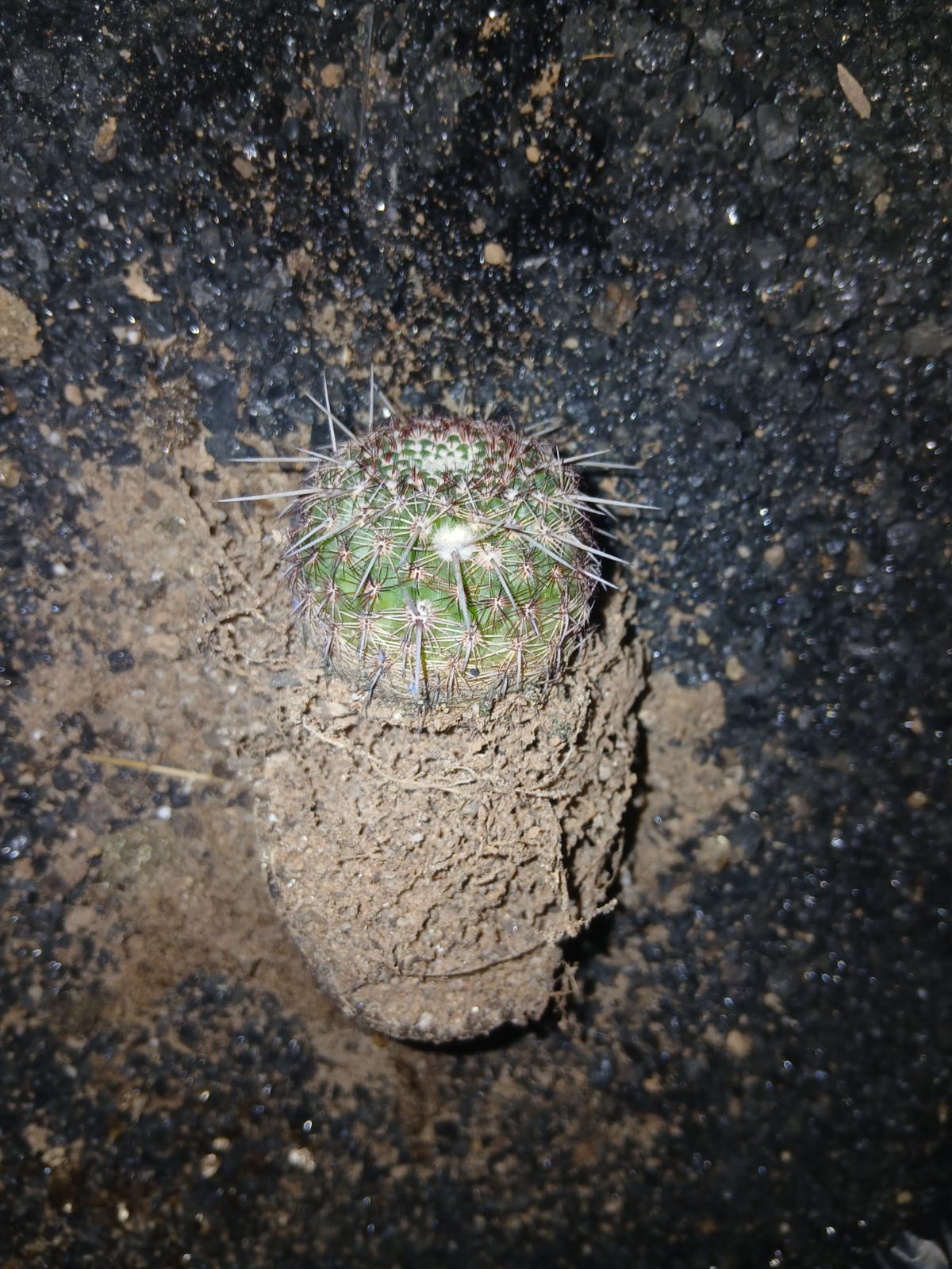 Parodia rutilans