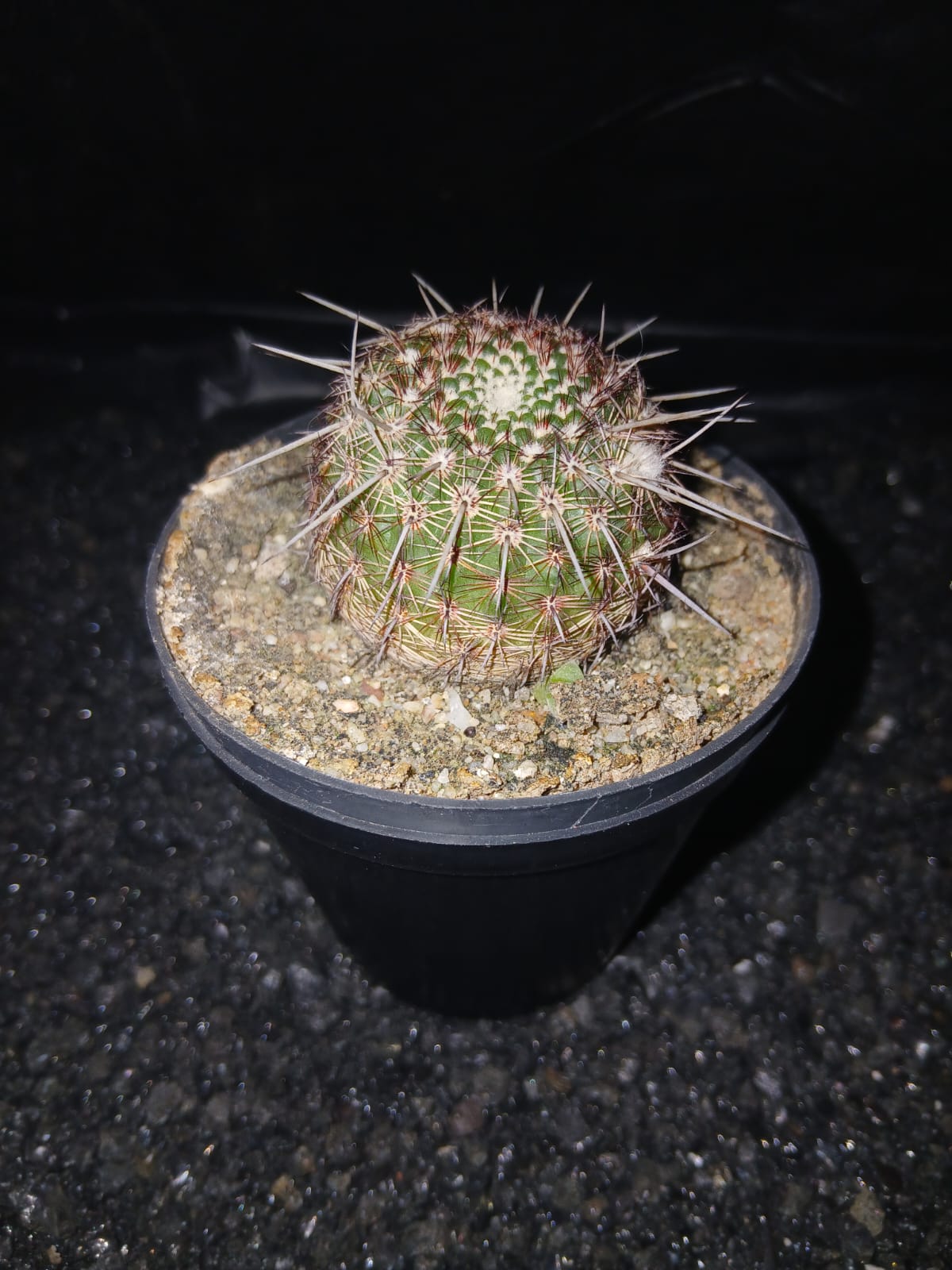 Parodia rutilans