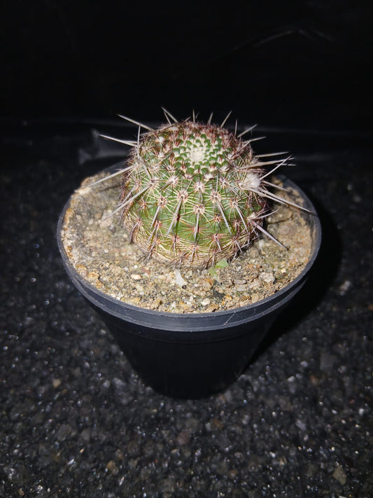 Parodia rutilans