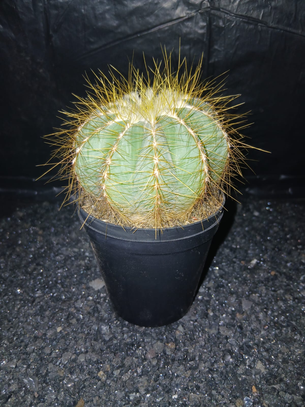 Parodia magnifica (Eriocactus magnificus) - 'balloon cactus'