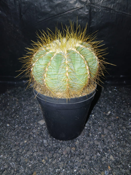 Parodia magnifica (Eriocactus magnificus) - 'balloon cactus'