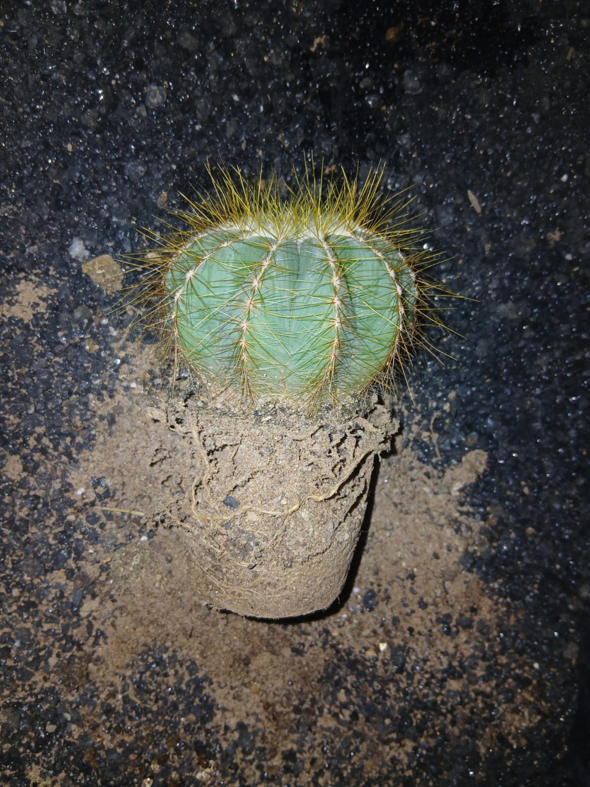 Parodia magnifica (Eriocactus magnificus) - 'balloon cactus'