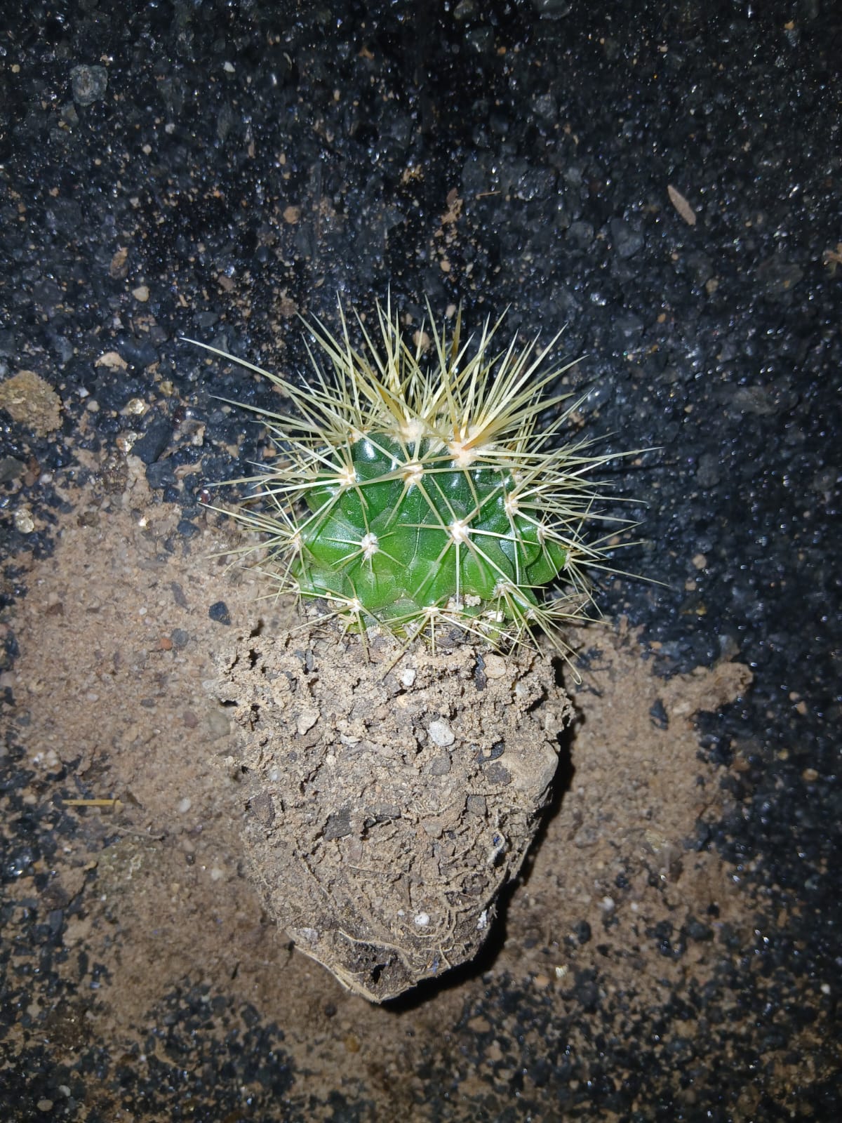 Echinocactus
